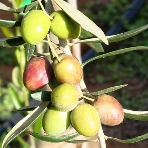 cordell's: Cobrancosa - Portugal - Olive Oil