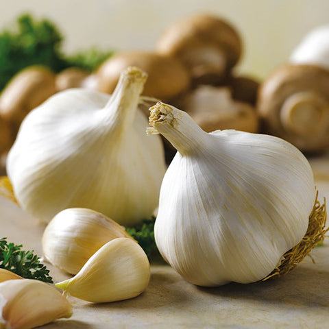 cordell's: Garlic - Infused Olive Oil - Olive Oil