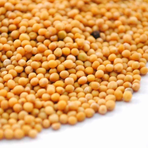 Mustard Seed, Light