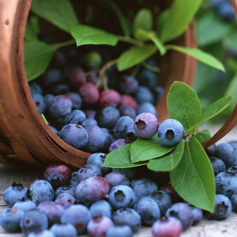 cordell's: Blueberry (Wild) - Dark Balsamic Vinegar - Balsamic Vinegar