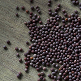 cordell's: Mustard Seed, Dark - Spice